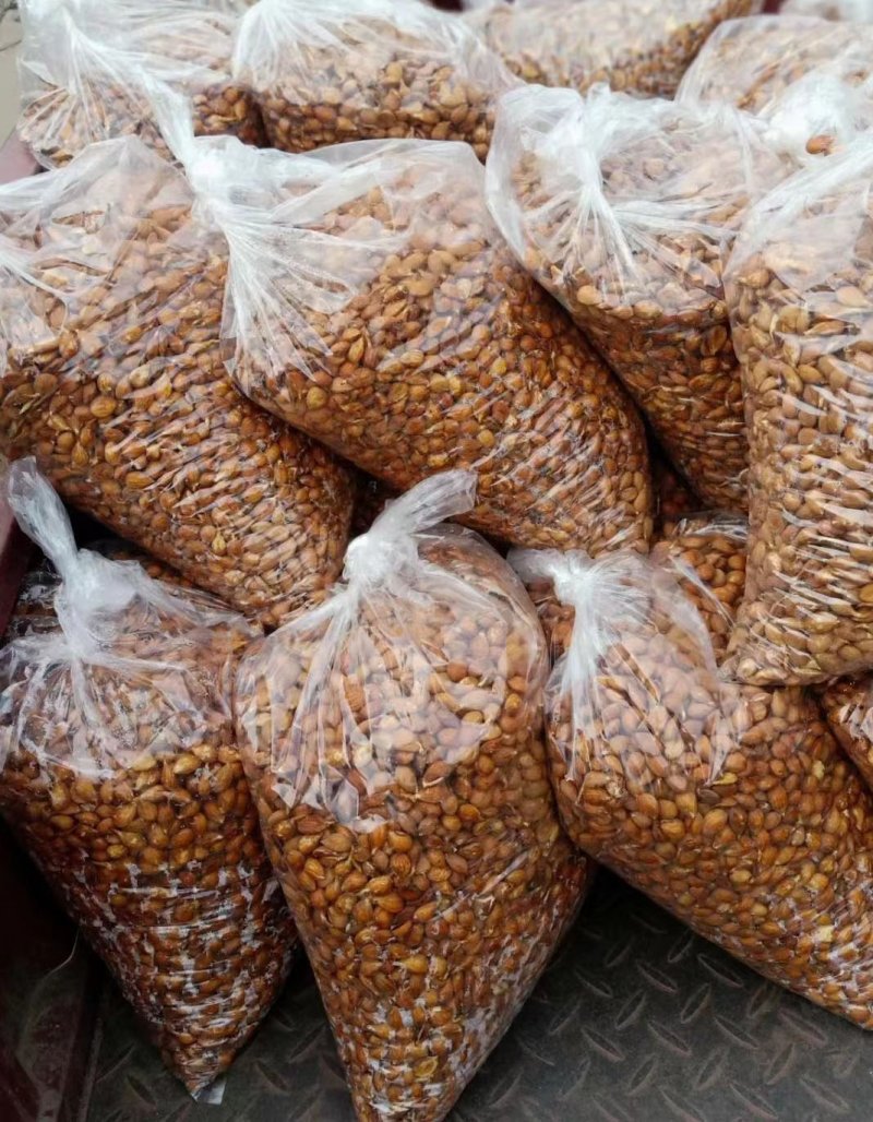 毛桃<a href='http://www.fscangbo.com/' target='_blank'>種子</a> 毛桃<a href='http://www.fscangbo.com/' target='_blank'>種子</a>