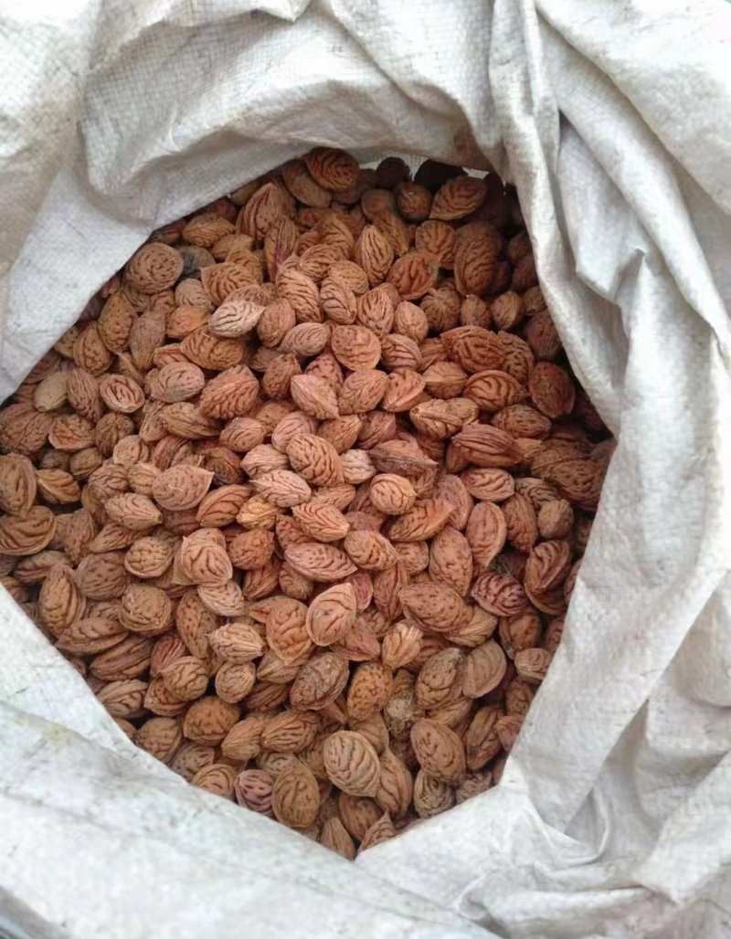 毛桃種子 毛桃種子