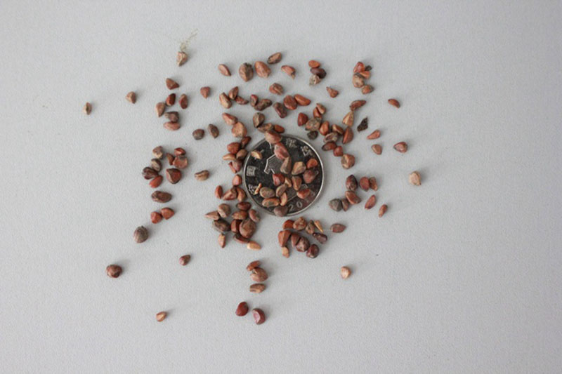 <a href='http://www.fscangbo.com/linmuzhongzi/1700.html' target='_blank'>月季花種子</a>和一元硬幣對(duì)比圖片