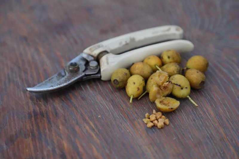 <a href='http://www.fscangbo.com/linmuzhongzi/1700.html' target='_blank'>月季花種子</a>去除外皮果肉