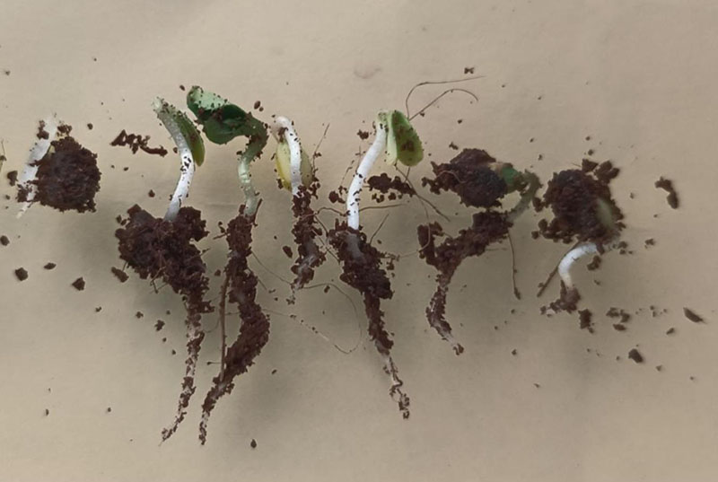 <a href='http://www.fscangbo.com/linmuzhongzi/1700.html' target='_blank'>月季花種子</a>發(fā)芽出苗