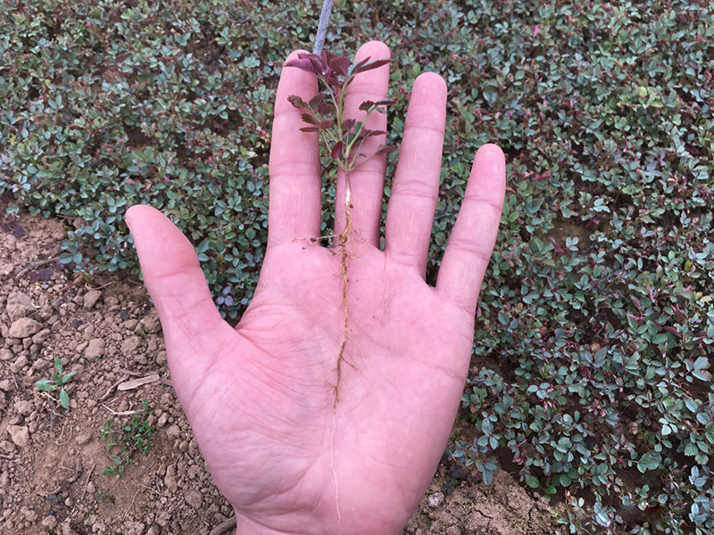 <a href='http://www.fscangbo.com/linmuzhongzi/1700.html' target='_blank'>月季花</a>種子發(fā)芽出苗