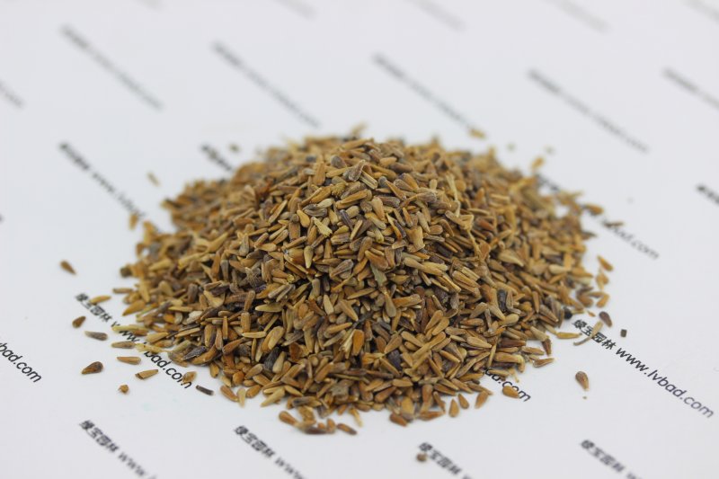 <a href='http://www.fscangbo.com/caohuazhongzi/1033.html' target='_blank'>翠菊種子</a> <a href='http://www.fscangbo.com/caohuazhongzi/1033.html' target='_blank'>翠菊</a><a href='http://www.fscangbo.com/' target='_blank'>種子</a>