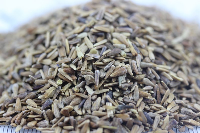 <a href='http://www.fscangbo.com/caohuazhongzi/1033.html' target='_blank'>翠菊</a><a href='http://www.fscangbo.com/' target='_blank'>種子</a> <a href='http://www.fscangbo.com/caohuazhongzi/1033.html' target='_blank'>翠菊種子</a>