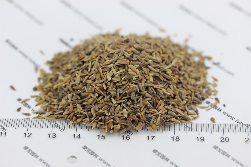 <a href='http://www.fscangbo.com/caohuazhongzi/1033.html' target='_blank'>翠菊</a><a href='http://www.fscangbo.com/' target='_blank'>種子</a> <a href='http://www.fscangbo.com/caohuazhongzi/1033.html' target='_blank'>翠菊種子</a>