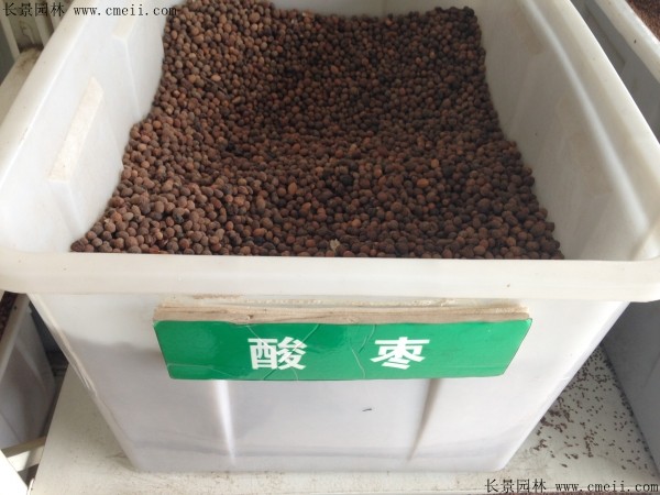 <a href='http://www.fscangbo.com/guoshuzhongzi/1883.html' target='_blank'>酸棗</a><a href='http://www.fscangbo.com/' target='_blank'>種子</a>圖片