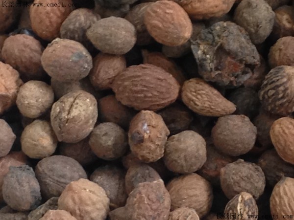 <a href='http://www.fscangbo.com/guoshuzhongzi/1883.html' target='_blank'>酸棗種子</a>圖片