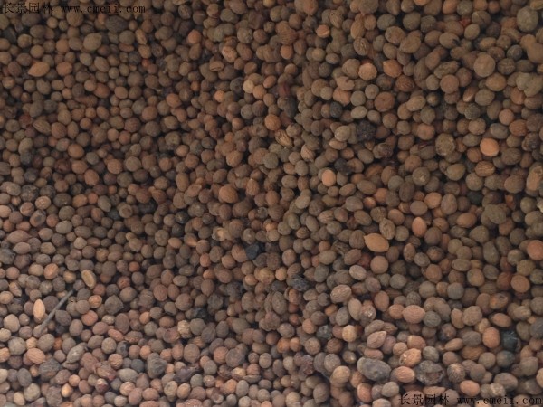 <a href='http://www.fscangbo.com/guoshuzhongzi/1883.html' target='_blank'>酸棗</a><a href='http://www.fscangbo.com/' target='_blank'>種子</a>圖片