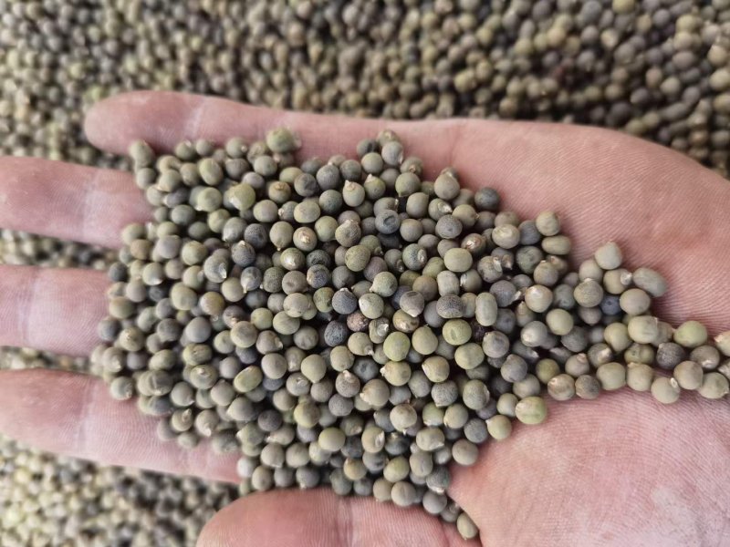 <a href='http://www.fscangbo.com/yaocaizhongzi/2292.html' target='_blank'>紅秋葵</a>