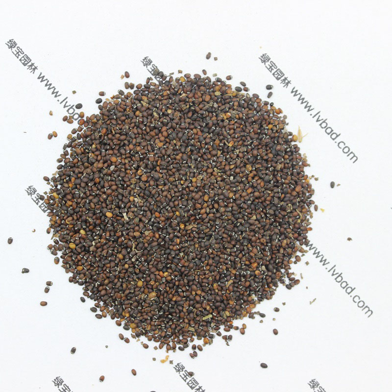 <a href='http://www.fscangbo.com/caohuazhongzi/1023.html' target='_blank'>薄荷種子</a> <a href='http://www.fscangbo.com/caohuazhongzi/1023.html' target='_blank'>薄荷</a><a href='http://www.fscangbo.com/' target='_blank'>種子</a>