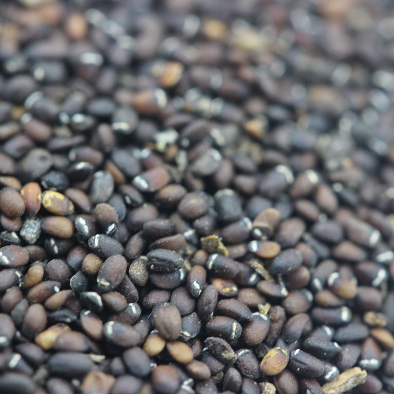 <a href='http://www.fscangbo.com/caohuazhongzi/1023.html' target='_blank'>薄荷</a><a href='http://www.fscangbo.com/' target='_blank'>種子</a> <a href='http://www.fscangbo.com/caohuazhongzi/1023.html' target='_blank'>薄荷種子</a>