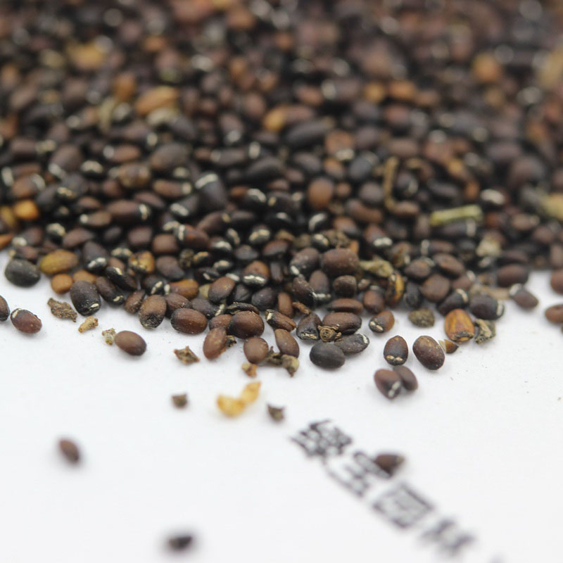 薄荷<a href='http://www.fscangbo.com/' target='_blank'>種子</a> <a href='http://www.fscangbo.com/caohuazhongzi/1023.html' target='_blank'>薄荷種子</a>