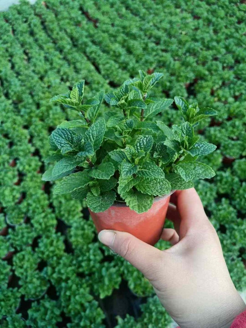 薄荷盆栽苗薄荷苗 薄荷盆栽苗薄荷苗