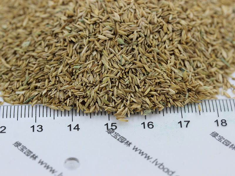 <a href='http://www.fscangbo.com/caopingzhongzi/1679.html' target='_blank'>早熟禾種子</a>