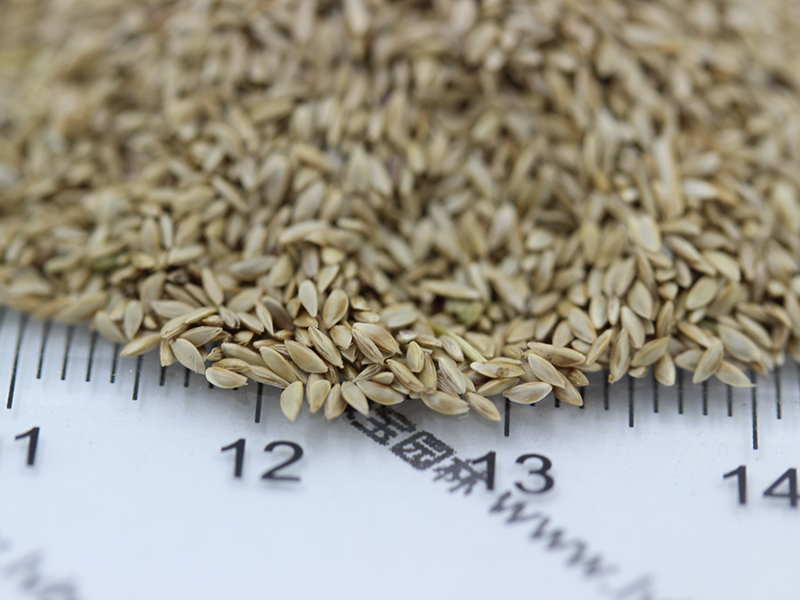 <a href='http://www.fscangbo.com/caopingzhongzi/1668.html' target='_blank'>狗牙根種子</a>圖片