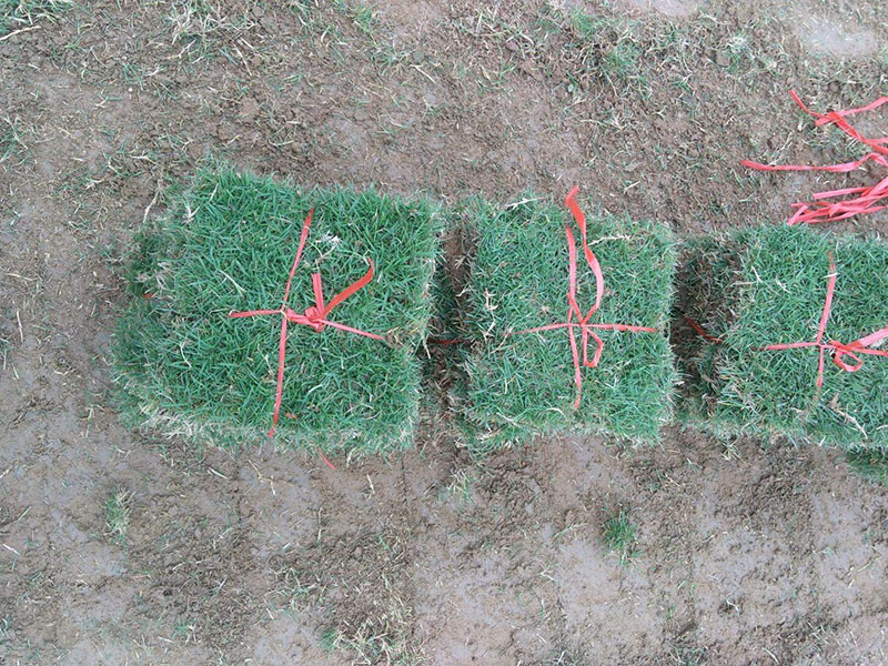 <a href='http://www.fscangbo.com/caopingzhongzi/3258.html' target='_blank'>馬尼拉草坪</a>