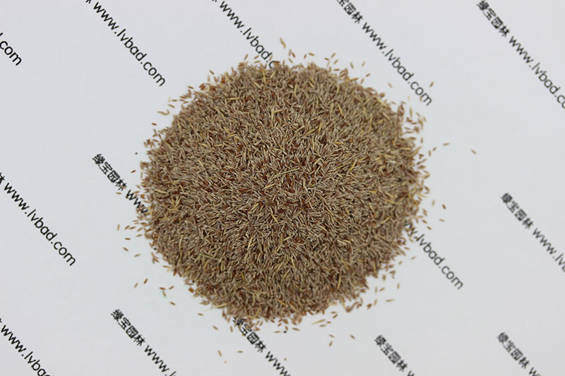 <a href='http://www.fscangbo.com/caopingzhongzi/1670.html' target='_blank'>剪股穎種子</a>