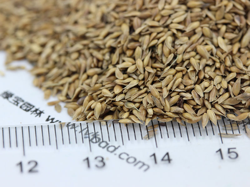 <a href='http://www.fscangbo.com/caopingzhongzi/1671.html' target='_blank'>結(jié)縷草種子</a>