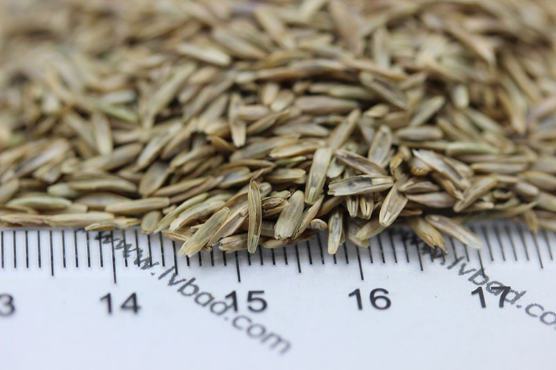 <a href='http://www.fscangbo.com/caopingzhongzi/1666.html' target='_blank'>多年生黑麥草種子</a>