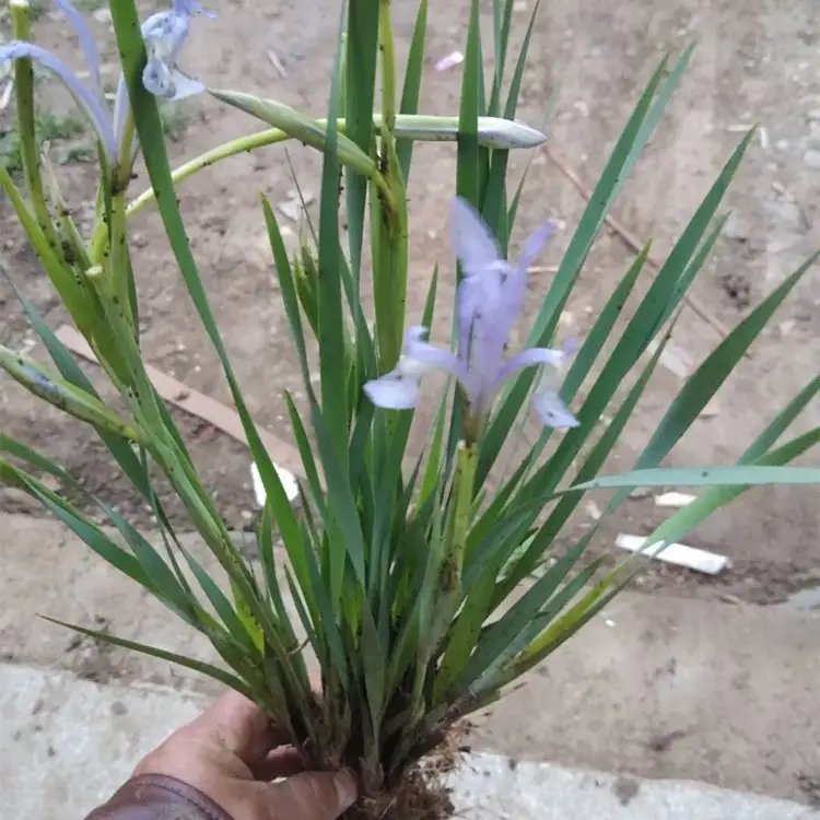 <a href='http://www.fscangbo.com/caohuazhongzi/1591.html' target='_blank'>馬蘭</a>花杯苗容器苗 <a href='http://www.fscangbo.com/caobenzhiwu/3383.html' target='_blank'>馬蘭花</a>杯苗容器苗