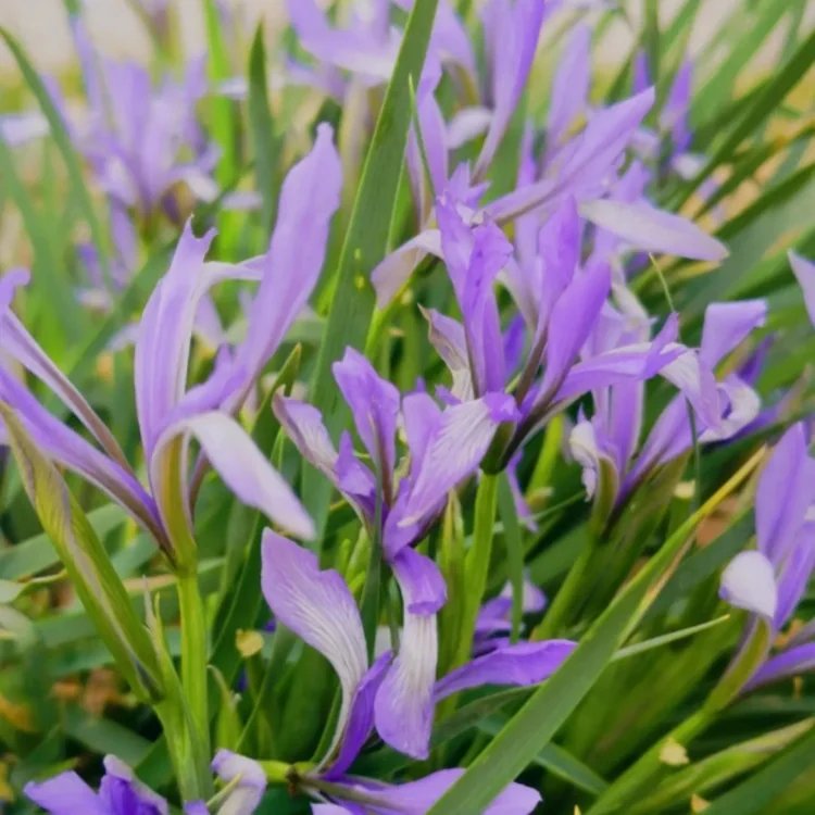 <a href='http://www.fscangbo.com/caobenzhiwu/3383.html' target='_blank'>馬蘭花</a>杯苗容器苗 <a href='http://www.fscangbo.com/caohuazhongzi/1591.html' target='_blank'>馬蘭</a>花杯苗容器苗