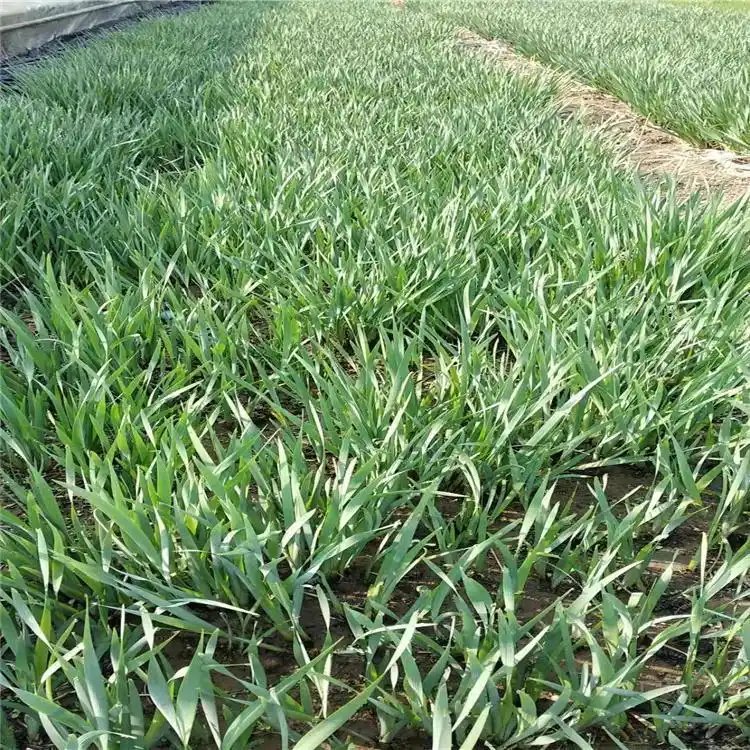 <a href='http://www.fscangbo.com/caohuazhongzi/1591.html' target='_blank'>馬蘭</a>花杯苗容器苗 馬蘭花杯苗容器苗