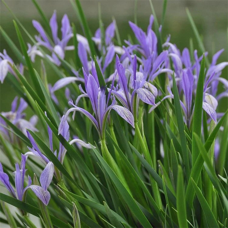 <a href='http://www.fscangbo.com/caobenzhiwu/3383.html' target='_blank'>馬蘭花</a>杯苗容器苗 <a href='http://www.fscangbo.com/caohuazhongzi/1591.html' target='_blank'>馬蘭</a>花杯苗容器苗