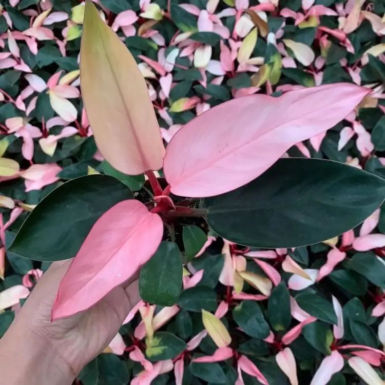 蔓<a href='http://www.fscangbo.com/caohuazhongzi/1572.html' target='_blank'>錦葵</a>杯苗容器苗 蔓<a href='http://www.fscangbo.com/caohuazhongzi/1572.html' target='_blank'>錦葵</a>杯苗容器苗