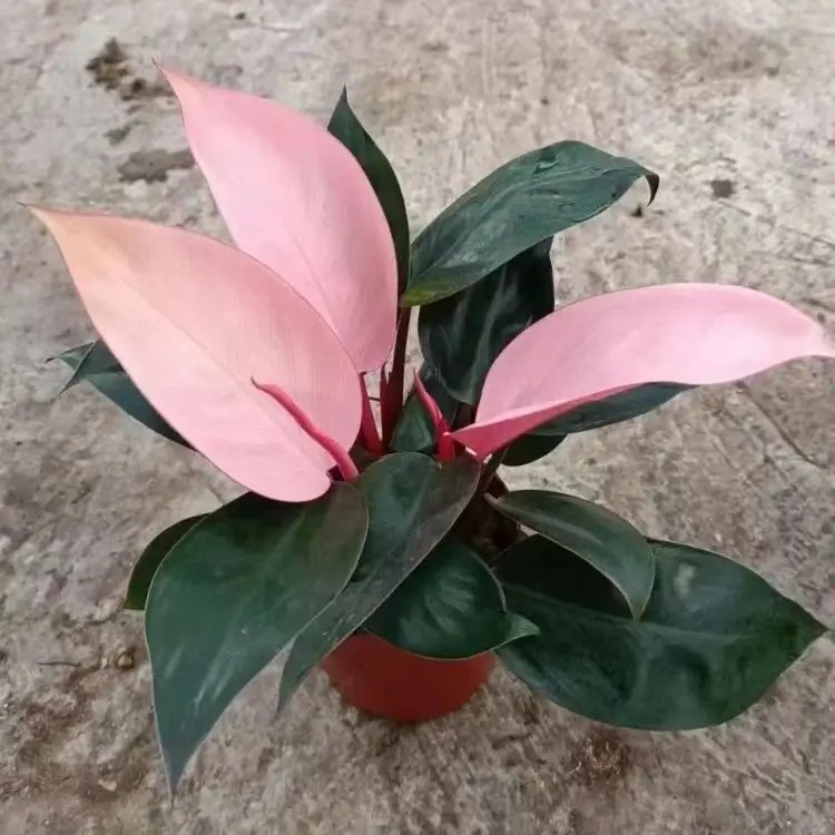 蔓<a href='http://www.fscangbo.com/caohuazhongzi/1572.html' target='_blank'>錦葵</a>杯苗容器苗 蔓<a href='http://www.fscangbo.com/caohuazhongzi/1572.html' target='_blank'>錦葵</a>杯苗容器苗