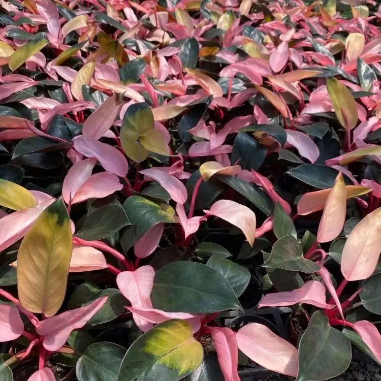 蔓錦葵杯苗容器苗 蔓錦葵杯苗容器苗