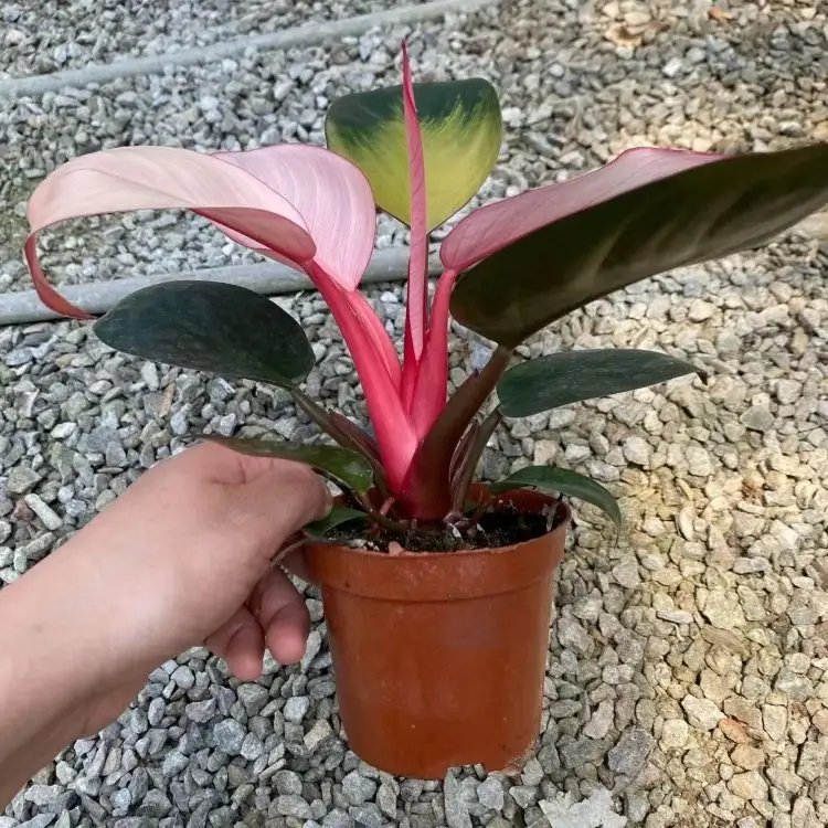 蔓錦葵杯苗容器苗 蔓錦葵杯苗容器苗