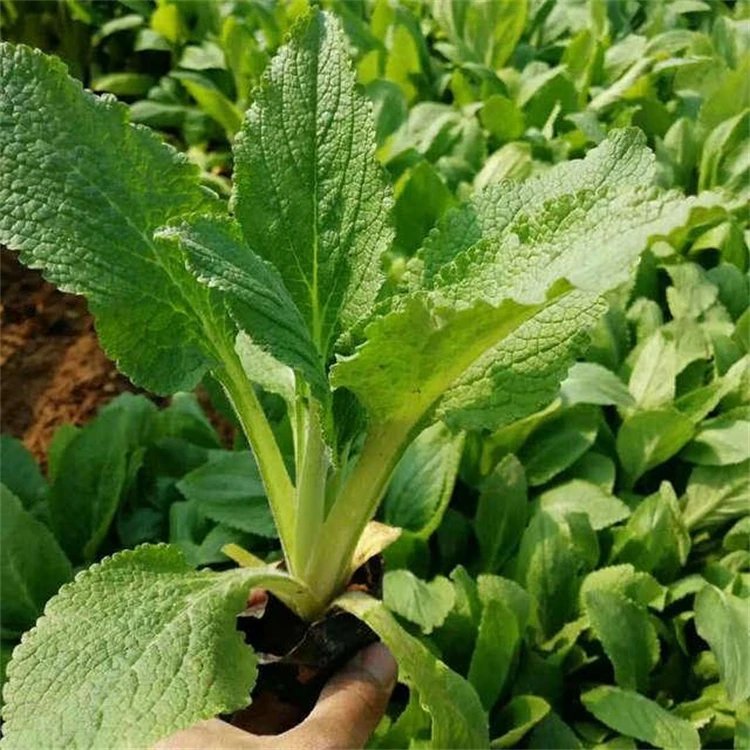 <a href='http://www.fscangbo.com/caohuazhongzi/1596.html' target='_blank'>毛地黃</a>杯苗容器苗 <a href='http://www.fscangbo.com/caohuazhongzi/1596.html' target='_blank'>毛地黃</a>杯苗容器苗