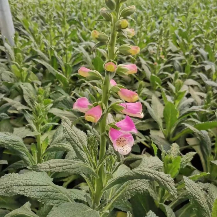 毛地黃杯苗容器苗 毛地黃杯苗容器苗