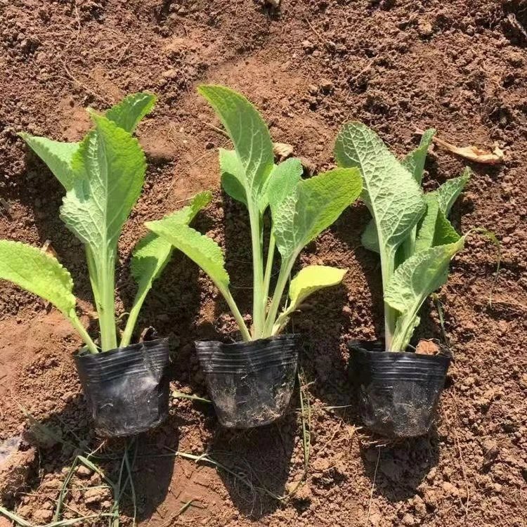 毛地黃杯苗容器苗 毛地黃杯苗容器苗