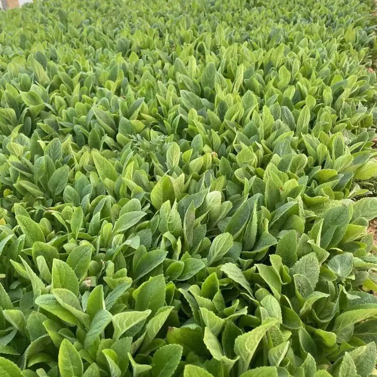 毛地黃杯苗容器苗 毛地黃杯苗容器苗