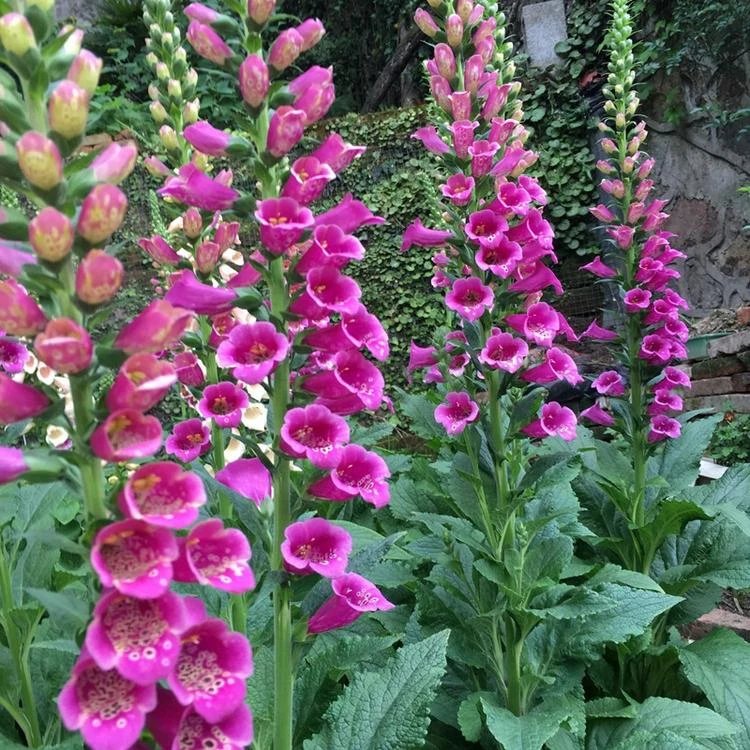 毛地黃杯苗容器苗 毛地黃杯苗容器苗