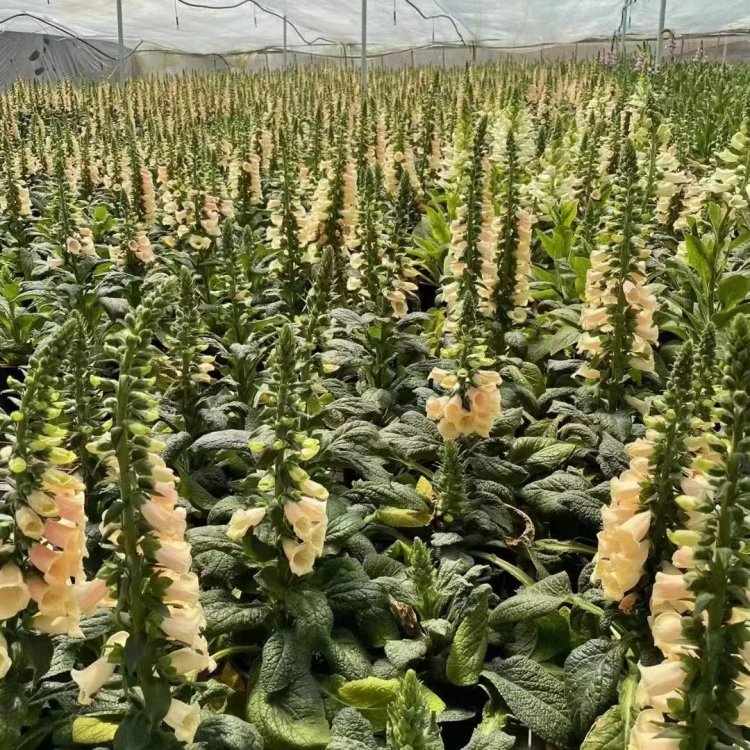 毛地黃杯苗容器苗 毛地黃杯苗容器苗