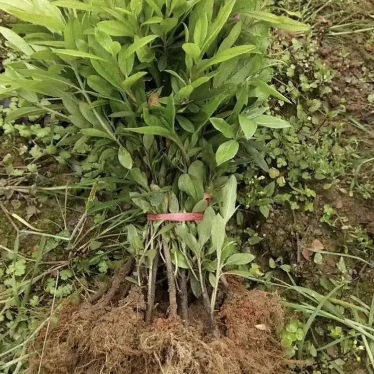 毛鵑杯苗容器苗毛球裸根 毛鵑杯苗容器苗毛球裸根