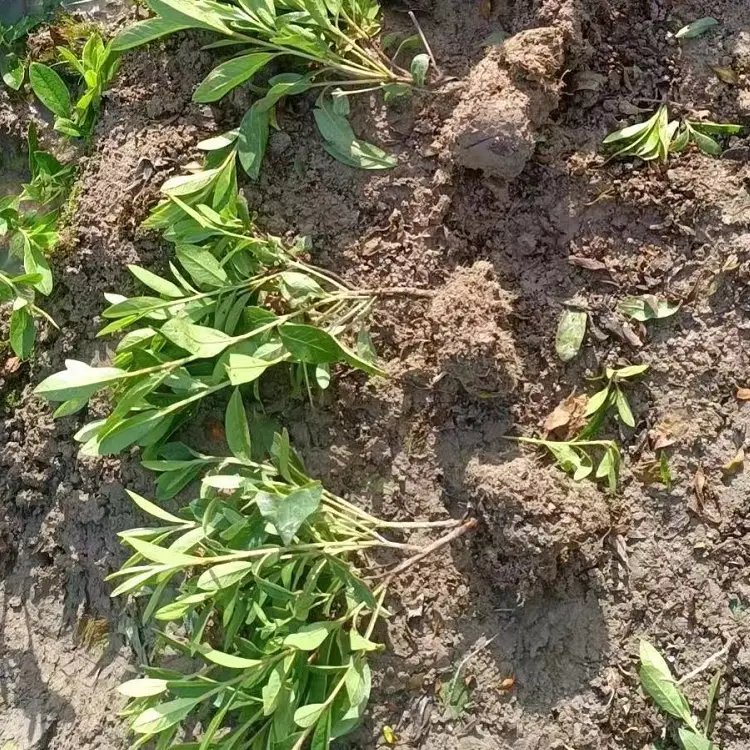 毛鵑杯苗容器苗毛球裸根 毛鵑杯苗容器苗毛球裸根