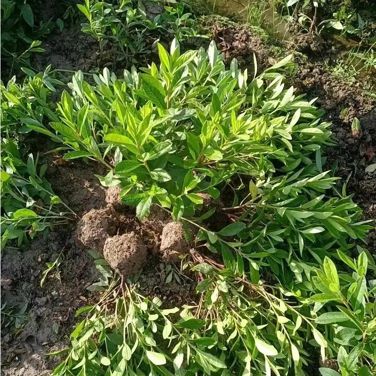 <a href='http://www.fscangbo.com/dibeiguanmu/3523.html' target='_blank'>毛鵑</a>杯苗容器苗毛球裸根 <a href='http://www.fscangbo.com/dibeiguanmu/3523.html' target='_blank'>毛鵑</a>杯苗容器苗毛球裸根