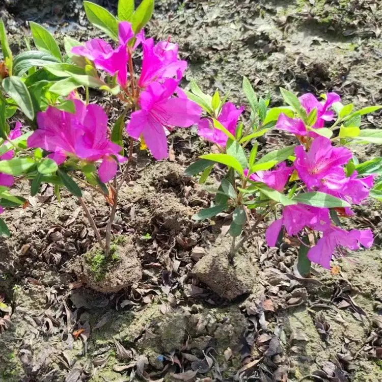 毛鵑杯苗容器苗毛球裸根 毛鵑杯苗容器苗毛球裸根