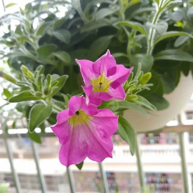 玫紅牽?；ū缛萜髅?/></p><p style=