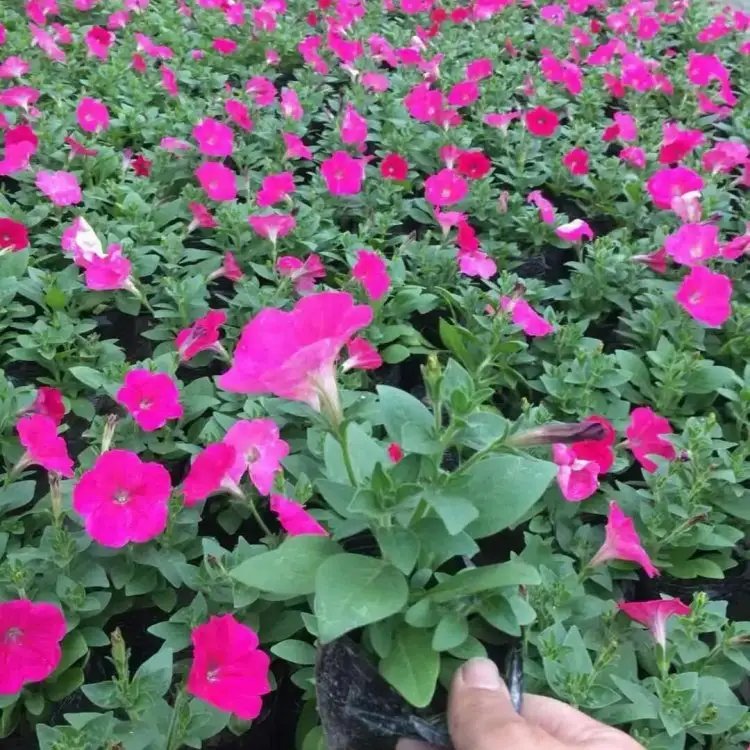 玫紅牽?；ū缛萜髅?/></p><p style=