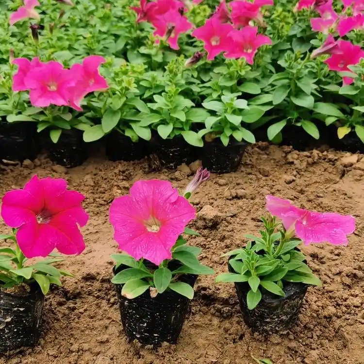 玫紅<a href='http://www.fscangbo.com/caohuazhongzi/1613.html' target='_blank'>牽牛花</a>杯苗容器苗