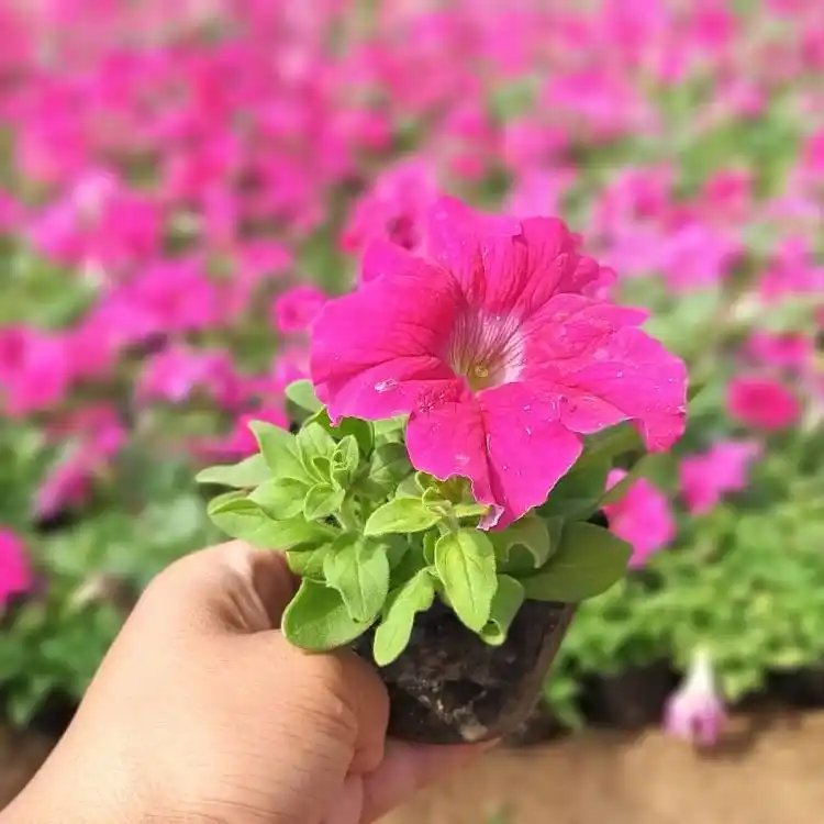 玫紅<a href='http://www.fscangbo.com/caohuazhongzi/1613.html' target='_blank'>牽牛花</a>杯苗容器苗