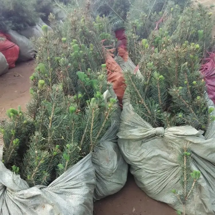 美國(guó)藍(lán)杉杯苗容器苗 美國(guó)藍(lán)杉杯苗容器苗