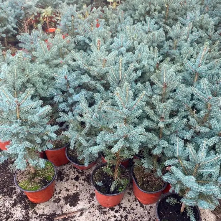 美國(guó)藍(lán)杉杯苗容器苗 美國(guó)藍(lán)杉杯苗容器苗