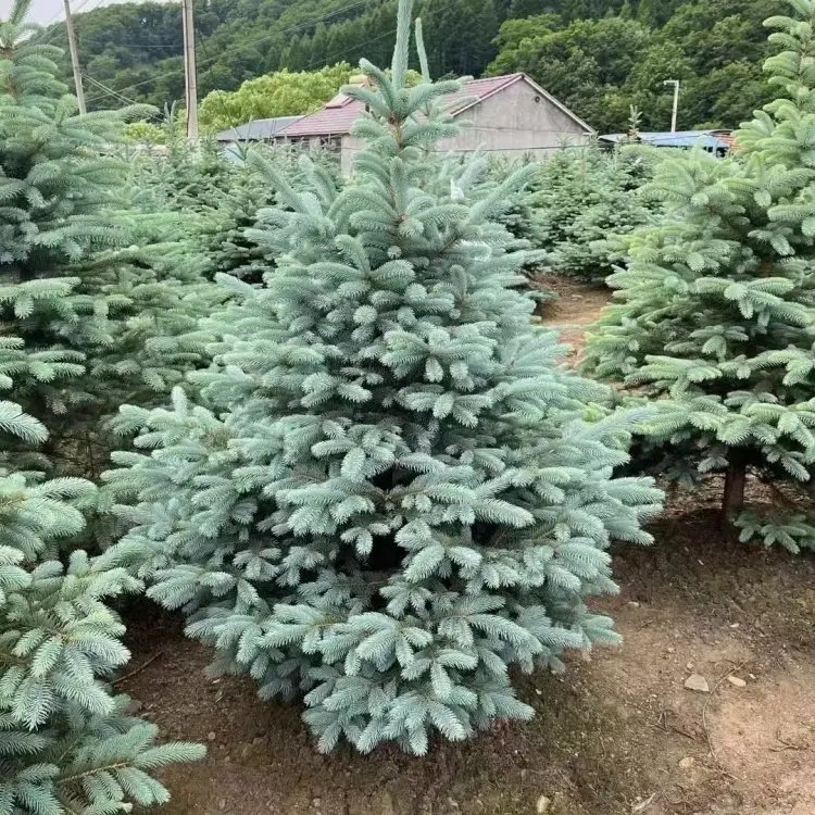 美國(guó)藍(lán)杉杯苗容器苗 美國(guó)藍(lán)杉杯苗容器苗