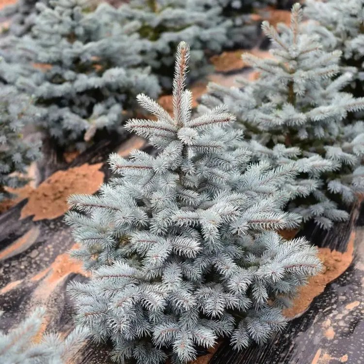 美國(guó)藍(lán)杉杯苗容器苗 美國(guó)藍(lán)杉杯苗容器苗