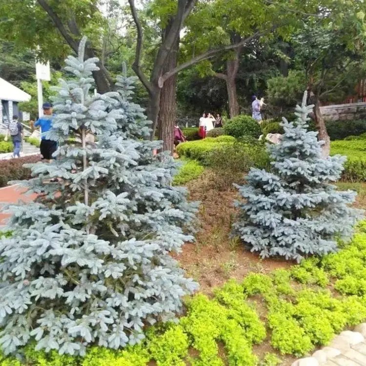 美國(guó)藍(lán)杉杯苗容器苗 美國(guó)藍(lán)杉杯苗容器苗